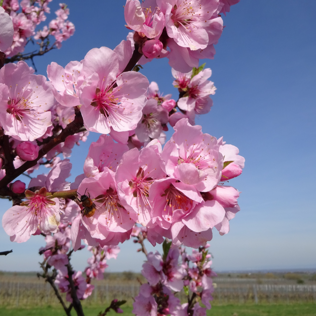 Rosa blühende Mandelbäume in den Weinbergen der Pfalz