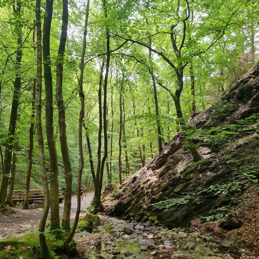 Wanderweg mit Sandsteinfelsen im Pfälzerwald